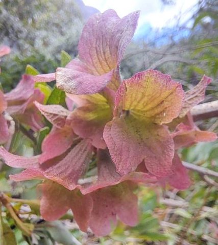 Salvia lanceolata calyces